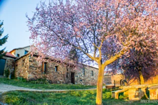 Prunus-Castrillo-Plantas-10