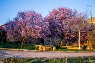 Prunus-Castrillo-Plantas-6